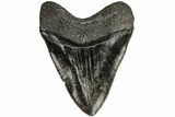 Robust, Fossil Megalodon Tooth - South Carolina #197876-2